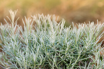 Close up photography of Curry plant (Helichrysum italicum) leaves with blurred background and sunlight coming from above