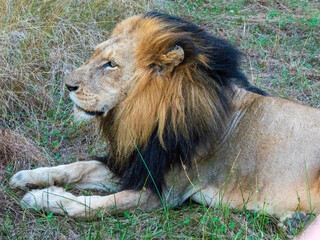 portrait of a lion