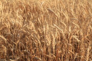 Ripe ears of yellow wheat and rye field The concept of a rich harvest, selective focus, rural landscape. Close up photo of nature. Bakery advertisement, autumn banner,