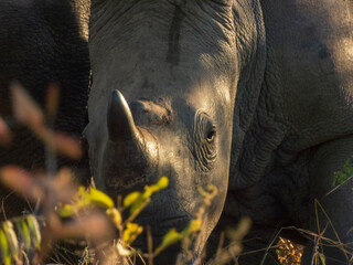 close up of an elephant