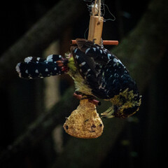 butterfly on leaf