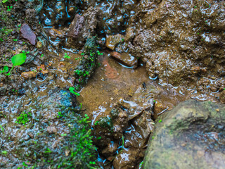 Green moss on the stone