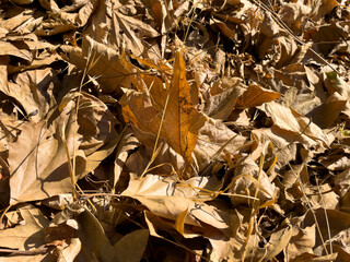 pile of dry, brown, leaves in autumn