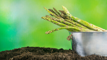 Asparagus harvested on a tin can over soil with green blurred background and negative space