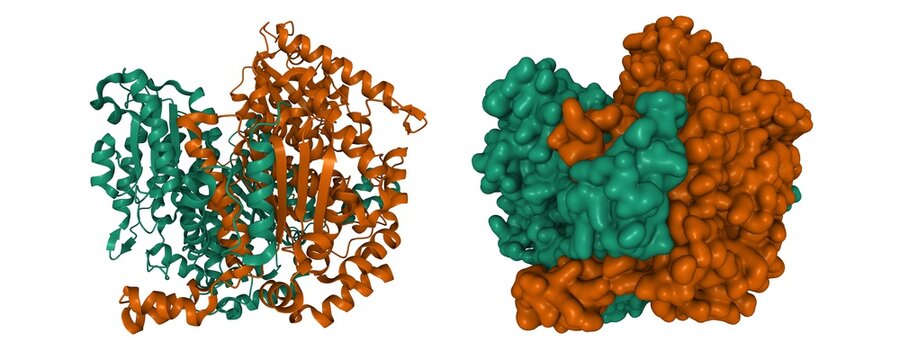 Structure of human glucose-6-phosphate isomerase, 3D cartoon Gaussian surface models, chain instance color scheme, based on PDB 1jlh, white background