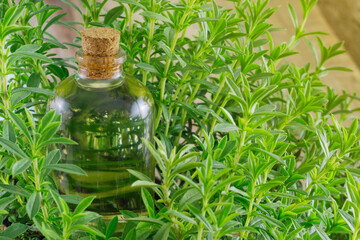 Tarragon (Artemisa Dracunculus) oil surrounded by brenchs and leaves with negative space and sunlight coming from the right