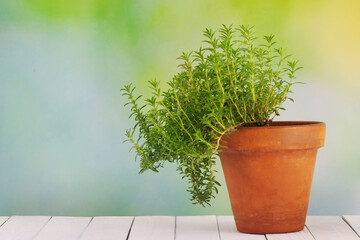 Tarragon (Artemisa Dracunculus) plant in a pot over a wooden white table with blurred background and negative space
