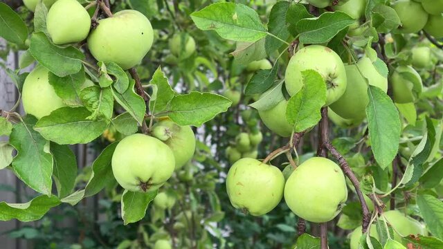 apples growing in a tree