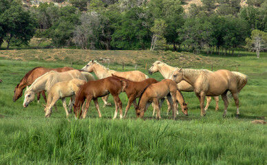 Naklejka na ściany i meble Herd of Ranch horses in Colorado, mares, foals, stallion