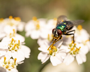 fly on flower