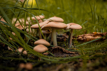 mushroom in the forest