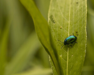 bug on a leaf