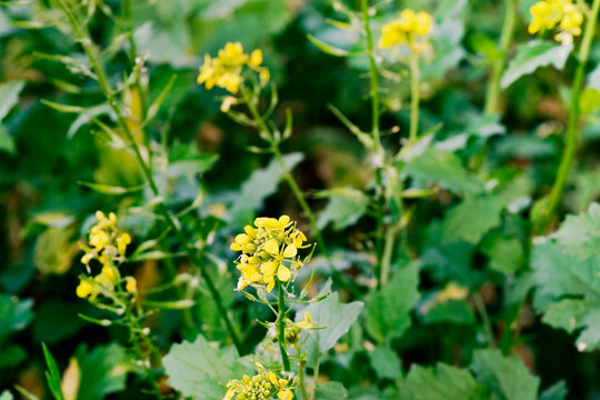 Mustard (sinopsis alba) plants flowering in a cultivation field. With copy space and selective focusing.