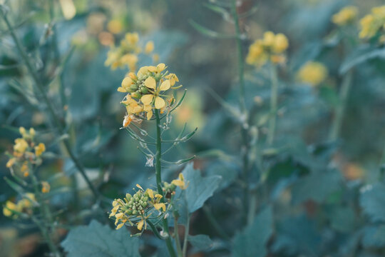 Mustard (sinopsis alba) plants flowering in a cultivation field. With copy space and selective focusing.