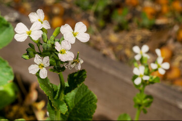 Turnip (Brassica Rapa sp.) flower in bloom with a raised bed blurred background