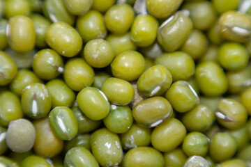 green beans freshly harvested from the garden