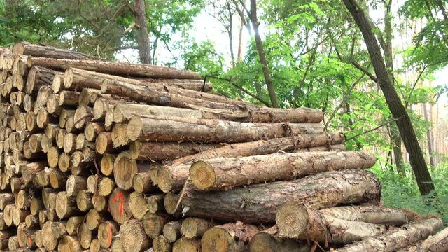 Slow pan from big wood tree log or timber stack in the forest to trees with sky