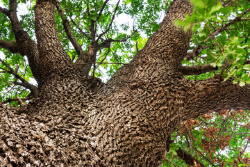 European Ash tree (Fraxinus excelsior) nadir phorography with selective focusing and copy space.