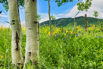 Colorado wildflowers in the Rocky Mountains - obrazy, fototapety, plakaty