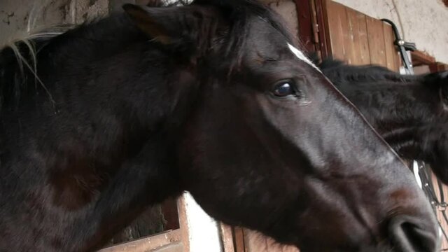 A beautiful black horse in a stall is funny reaching out to people