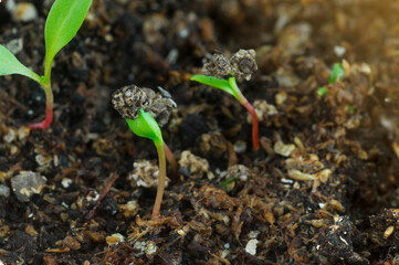 Chards (Beta Vulgaris) seedlings growing on wet peat moss with sunlight coming from the right