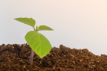 Chinese Lantern (Physalis Alkekengi) seedling growing in peat moss with white background and negative space