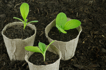 Borage (Borago Officinalis) seedlings in pots over soil with negative space