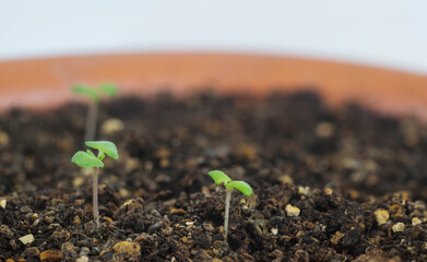 Lavander seedlings growing in soil in a pot with copy space