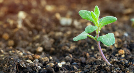 Lavander seedling growing in soil with sunlight coming from the left. Banner format with copy space