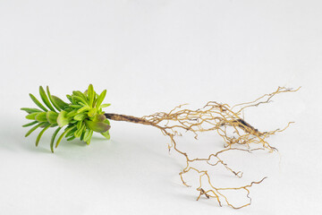 Lavander seedling bare root isolated in white