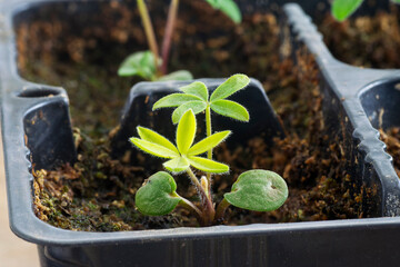 Lupine seedlings growing in pot tray. Close up view