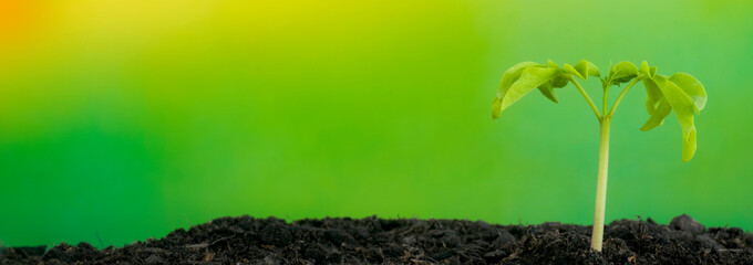 Banner of Moringa (Moringa Oleifera) seedling growing on wet soil with green blurred background with negative space