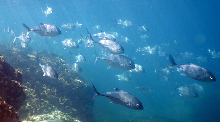 Costa Rica pacific sea life