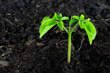 Moringa (Moringa oleifera) seedling growing on wet soil with negative space