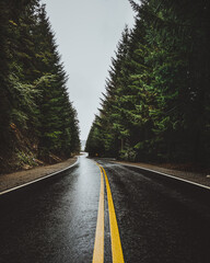 Obraz premium road in the forest