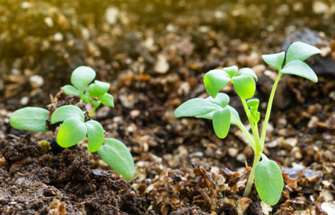 Female Rue (Ruta Graveolans) seedling growing in wet peat moss soil. Close up vision with copy space and sunlight coming from above.