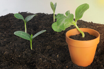 Watermelon (Citrullus Lanatus) seedlings growing on soil and pot with sunlight coming from the right