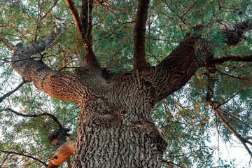 Southern silky oak (Grevilea Robusta). Nadir photography of this big tree.