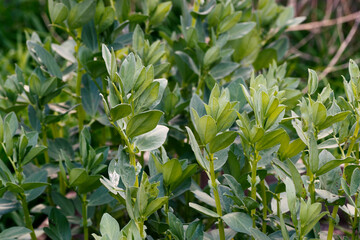 Broad bean (Vicia faba) plants growing in a cultivation field but they didnt develop the beans yet.