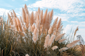Pampa Grass (Cortaderia selloana). Wild grass growing in a field with sky in the background