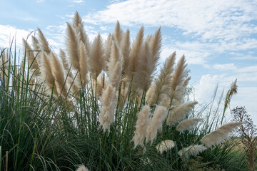 Pampa Grass (Cortaderia selloana) in a field with sky in the background.