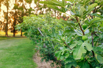 Figgs (Ficus Carica) fruits getting ripe on a branch of a tree in an orchard with sunlight coming from behind