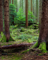 Mossy tree in the woods