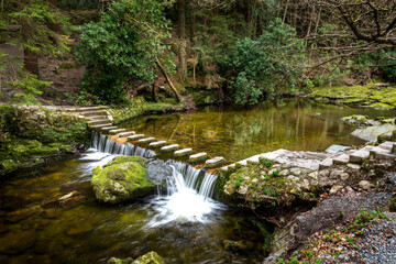 stepping stones in the forest