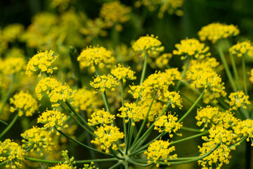 Fennel (Foeniculum Vulgare) flowers in bloom with blurred background