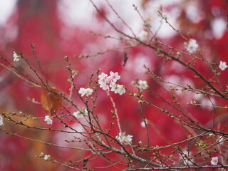 小さな桜の花