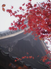 紅葉とお寺の屋根