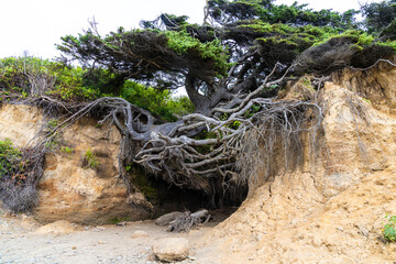 The Tree of Life along the Washington coastline of the Pacific Ocean, in Olympic National Park