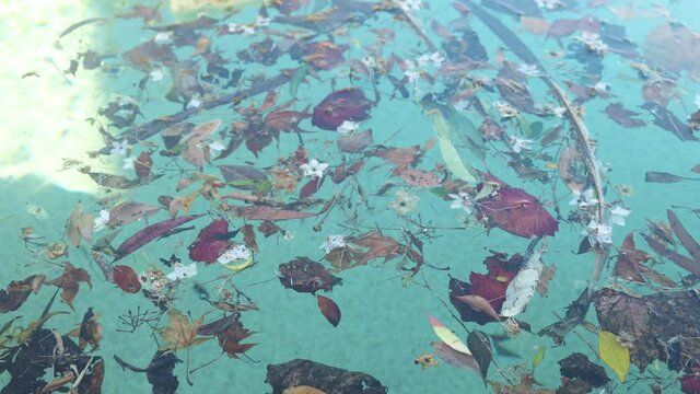 Footage of leaves floating and being blown around by wind in a swimming pool