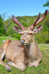 休息するエゾシカの雄（北海道・知床）
